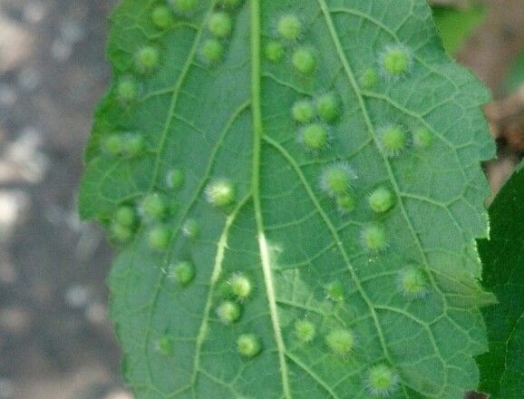  photo IMG_20140611_105343_zps6c1b4e90.jpg